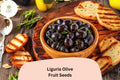 Liguria Olive Tree Seeds | Italian Olea europaea for Bonsai