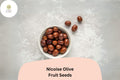 NiÃ§oise Olive Seeds | French Olive Tree, Mediterranean Garden