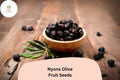 Nyons Olive Seeds | French Heirloom Olea europaea for Bonsai & Mediterranean Garden