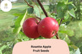 Rosette Apple Seeds (25+) | Red-Fleshed Heirloom Malus Domestica