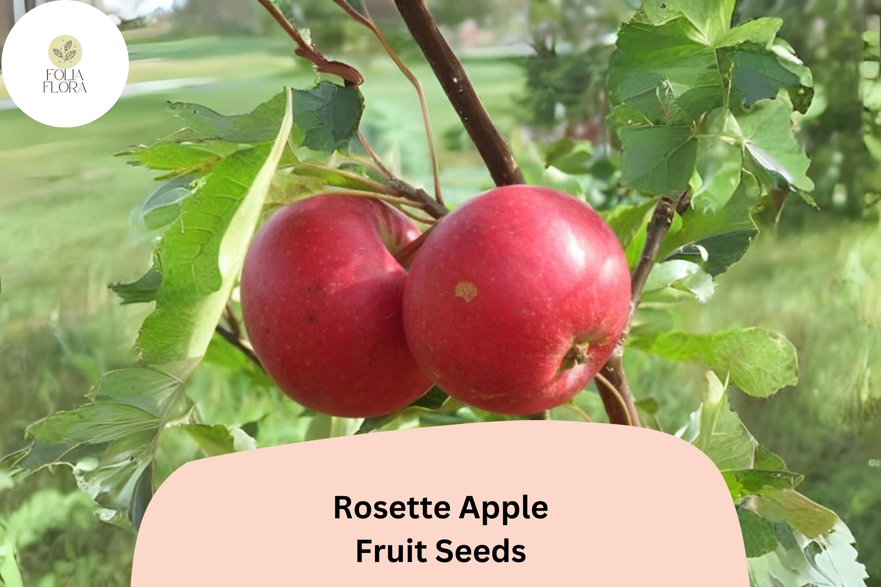 Rosette Apple Seeds (25+) | Red-Fleshed Heirloom Malus Domestica