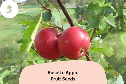 Rosette Apple Seeds (25+) | Red-Fleshed Heirloom Malus Domestica