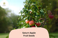 Saturn Apple Seeds (25+) | Low-Allergen Donut Apple Variety
