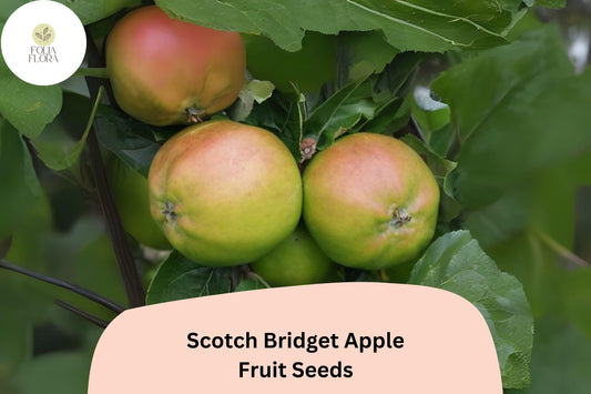 Scotch Bridget Apple Seeds | Rare Heirloom Variety