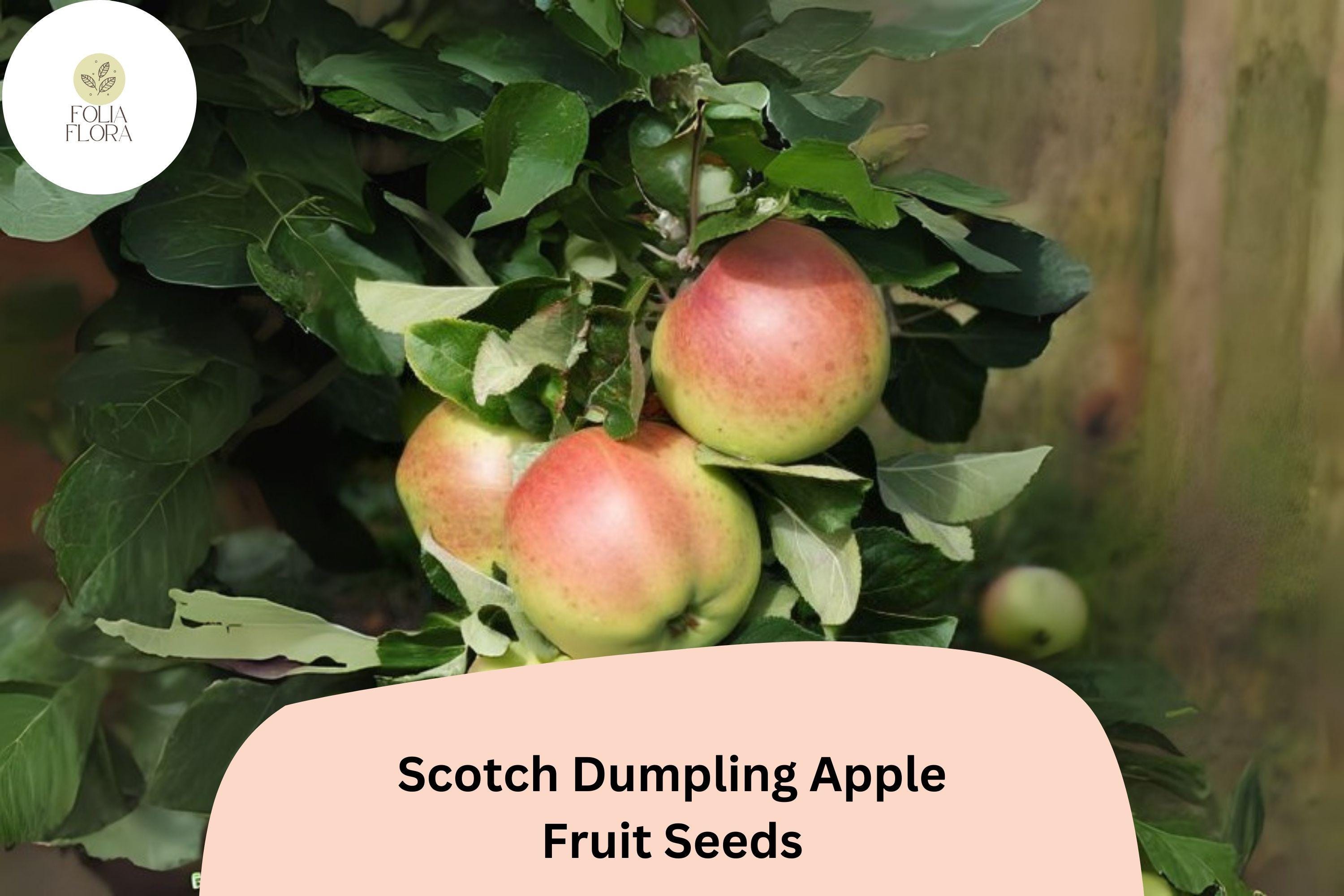 Scotch Dumpling Apple Seeds | Rare Heirloom Variety