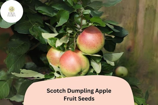 Scotch Dumpling Apple Seeds | Rare Heirloom Variety