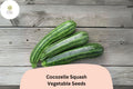 Cocozelle Squash Seeds | 25+ Italian Heirloom Zucchini