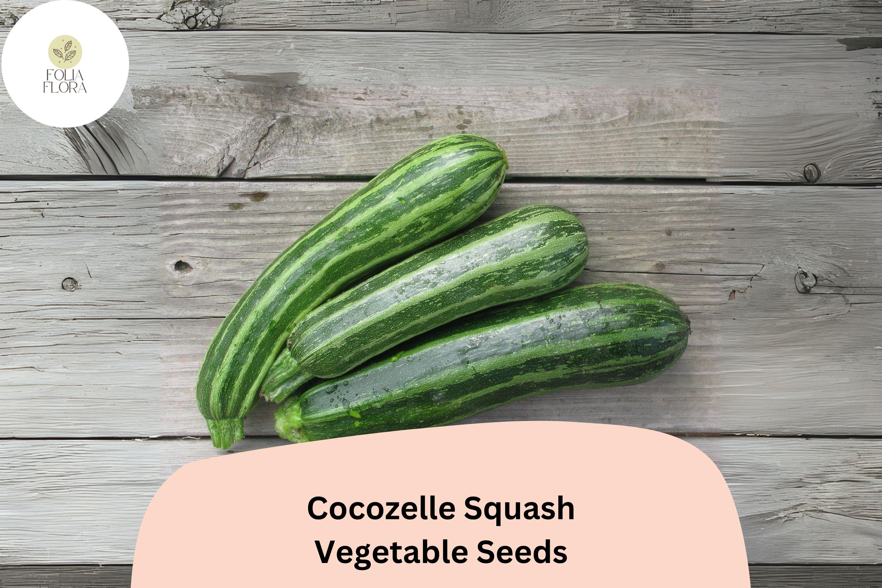 Cocozelle Squash Seeds | 25+ Italian Heirloom Zucchini