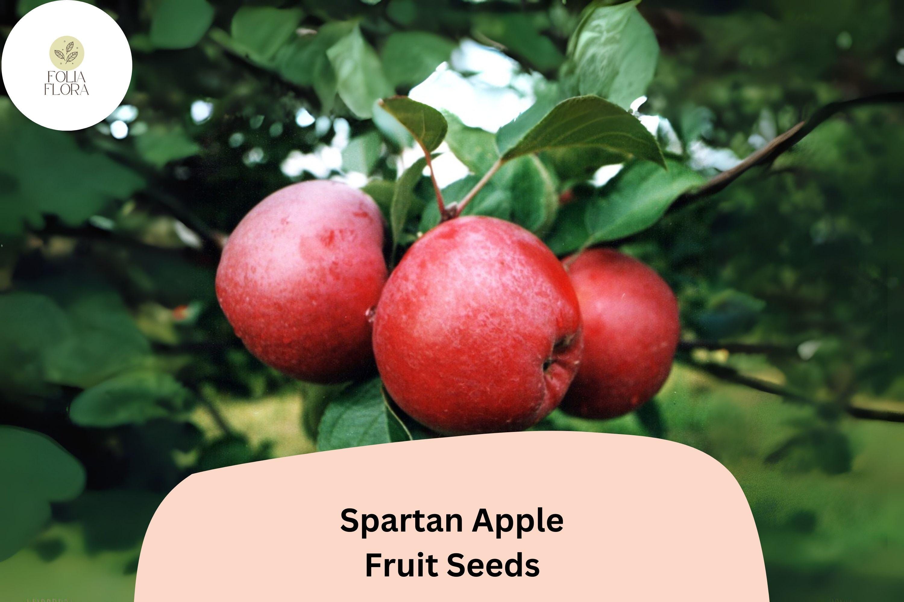 Spartan Apple Seeds | 25+ Heirloom Malus Domestica, Garden & Orchard