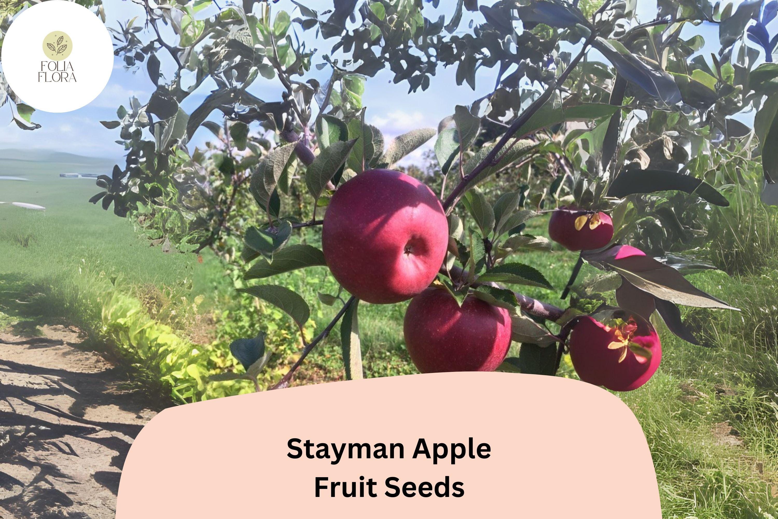 Stayman Apple Seeds - Heirloom Tart-Sweet Malus domestica for Growing, Juicy, Red-Skinned Fruit