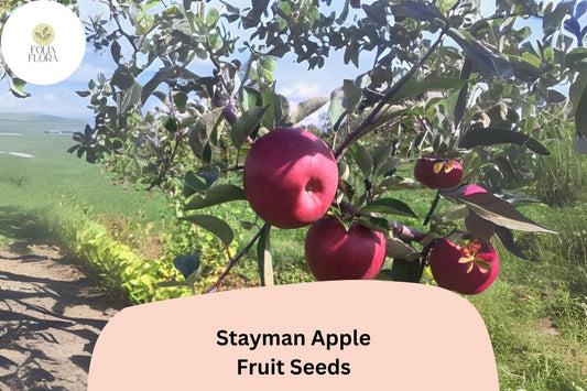 Stayman Apple Seeds - Heirloom Tart-Sweet Malus domestica for Growing, Juicy, Red-Skinned Fruit
