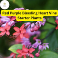 1 Clerodendrum thomsoniae - Red Purple Bleeding Heart Vine Starter Plant - Tropical Climber, Vibrant Blooms