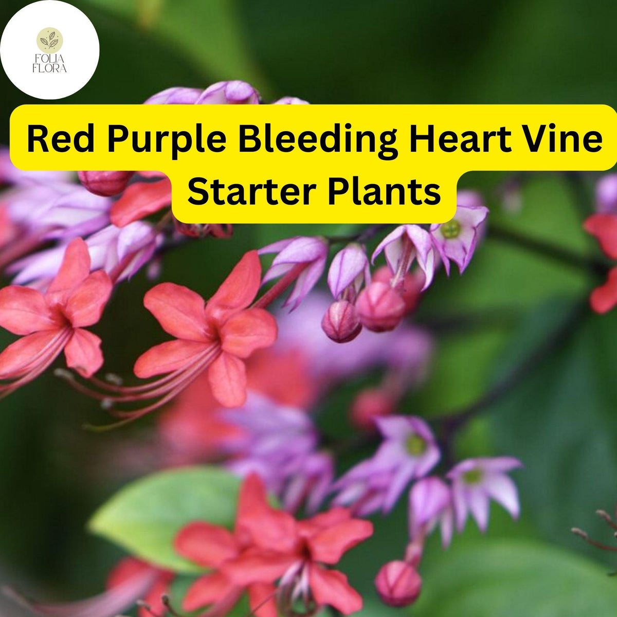 1 Clerodendrum thomsoniae - Red Purple Bleeding Heart Vine Starter Plant - Tropical Climber, Vibrant Blooms