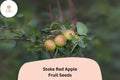Stoke Red Apple Seeds | Heirloom English Cider Variety