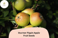 25+ Sturmer Pippin Apple Seeds | Malus domestica | Heirloom English Apple | Late-Ripening Long Storage Variety