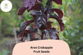 Aros Crabapple Seeds | Deep Purple Foliage, Pink Blooms