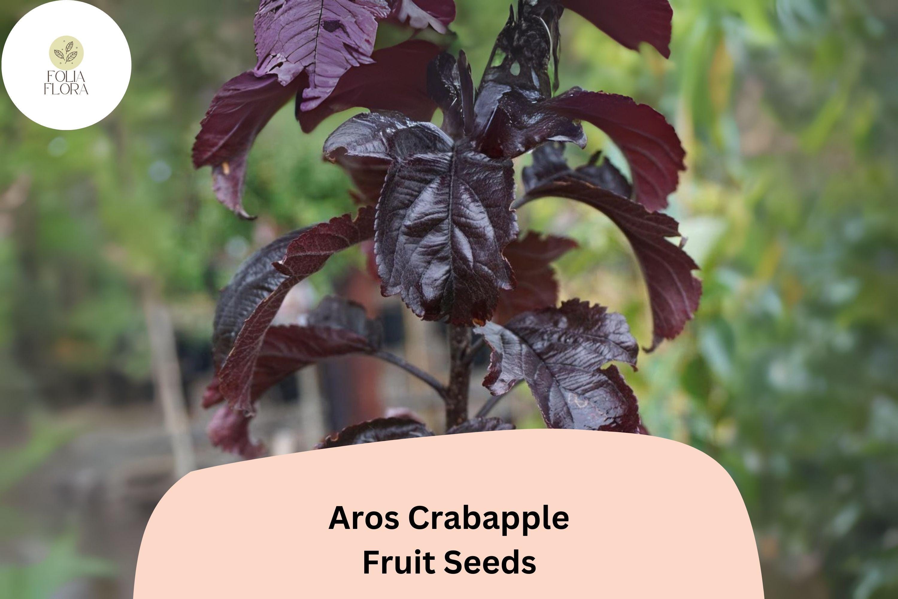 Aros Crabapple Seeds | Deep Purple Foliage, Pink Blooms