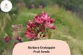 25+ Barbara Crabapple Seeds | Malus 'Barbara' | Ornamental Flowering Tree | Pink-Red Blossoms | Garden & Landscape Planting