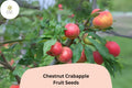 Chestnut Crabapple Tree Seeds | Malus â€˜Chestnut Crabâ€™ Pink Blossoms