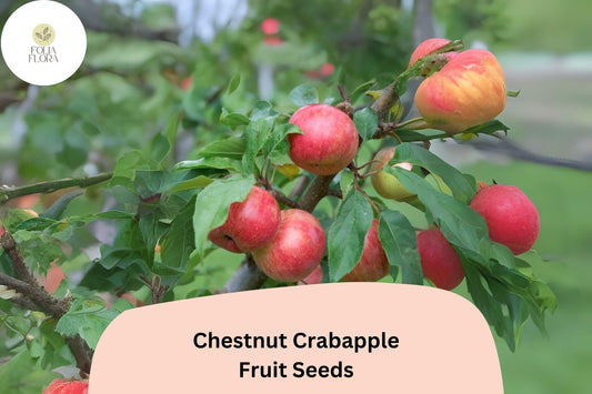 Chestnut Crabapple Tree Seeds | Malus â€˜Chestnut Crabâ€™ Pink Blossoms