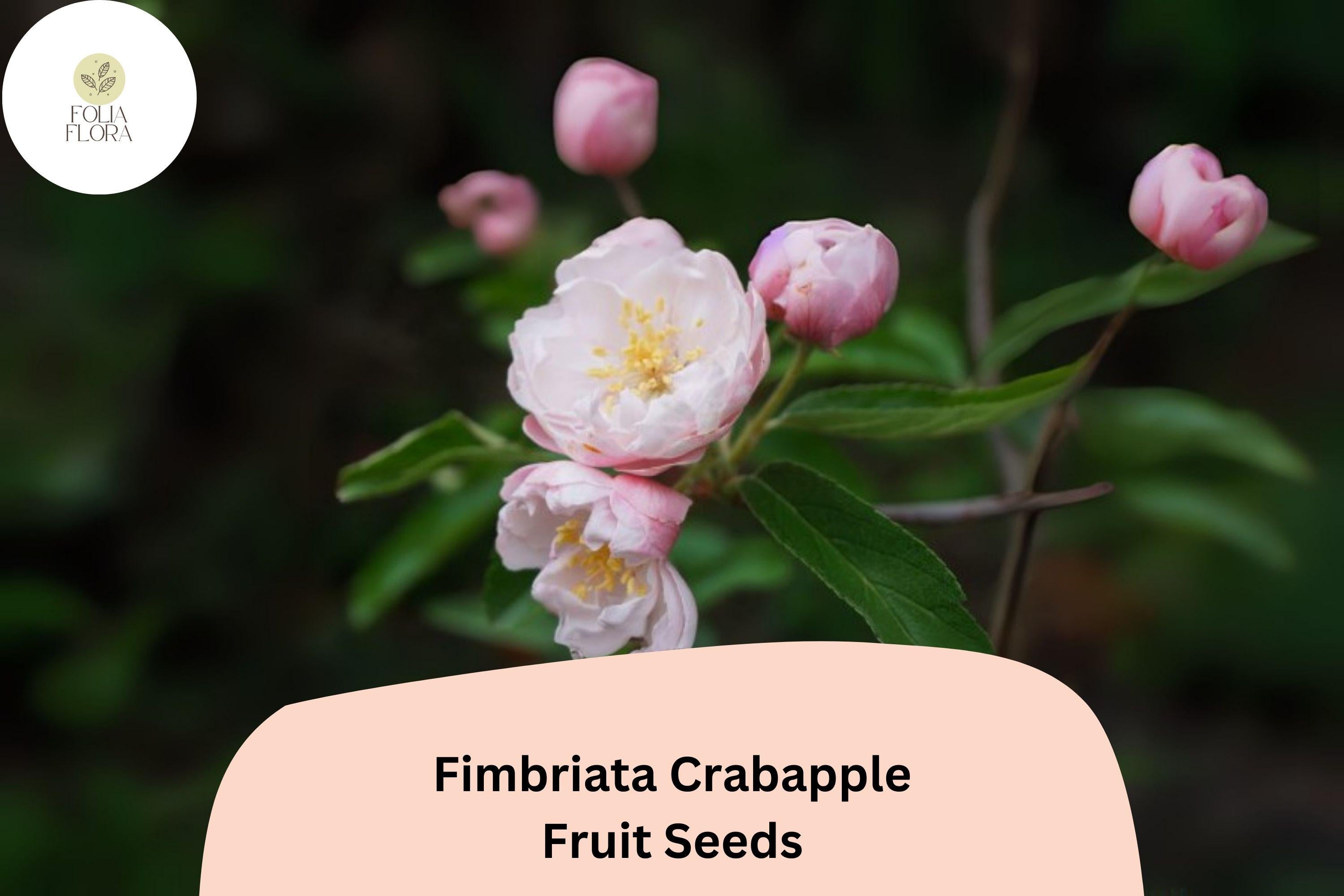 Fimbriata Crabapple Seeds | Malus Ornamental Tree, Pink Blossoms