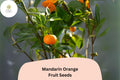 5+ Mandarin Orange Seeds for Planting | Citrus reticulata | Sweet, Easy-Peel Fruit