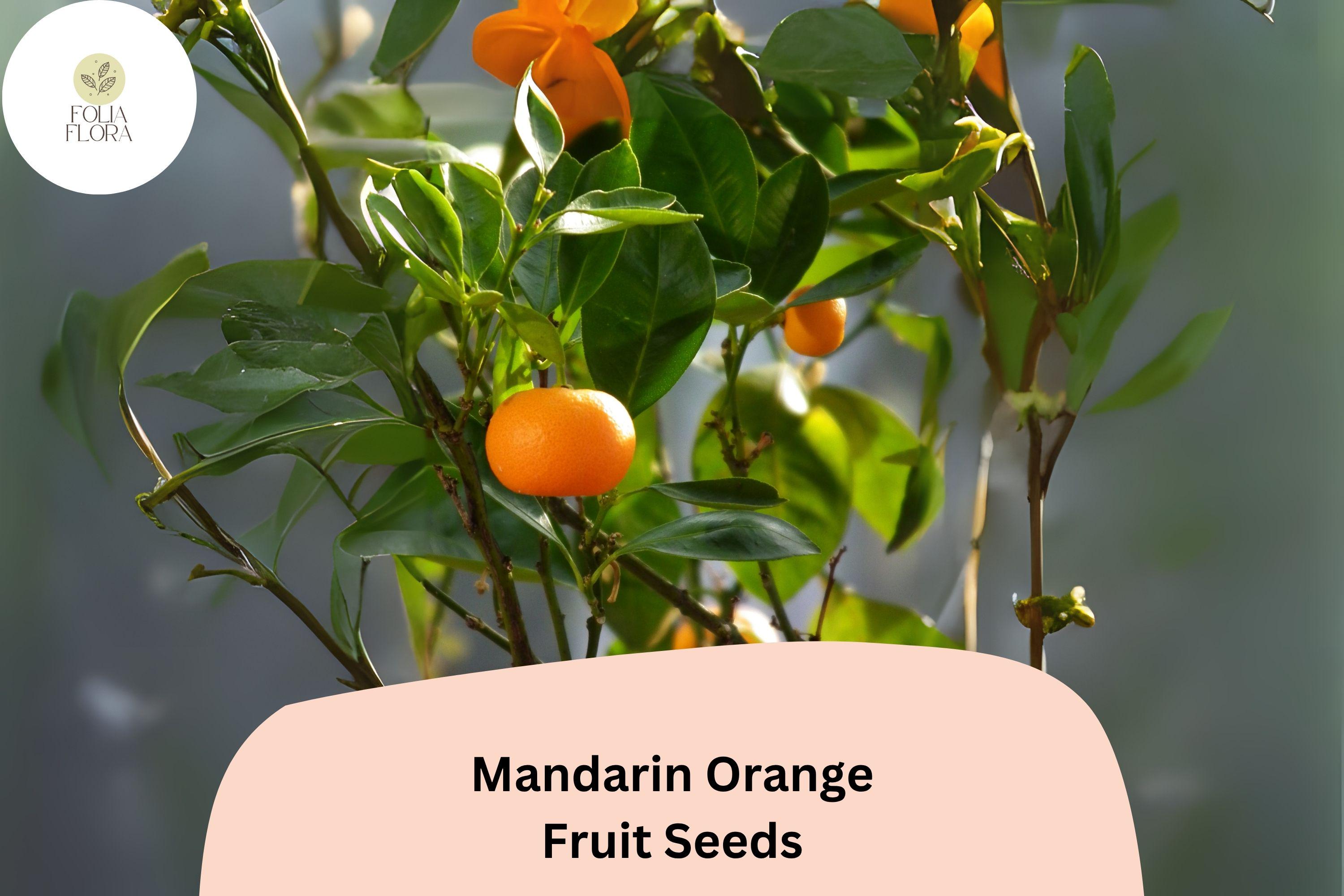 5+ Mandarin Orange Seeds for Planting | Citrus reticulata | Sweet, Easy-Peel Fruit