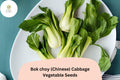 500+ Bok Choy Seeds | Chinese Cabbage | Heirloom Asian Vegetable | Garden Planting