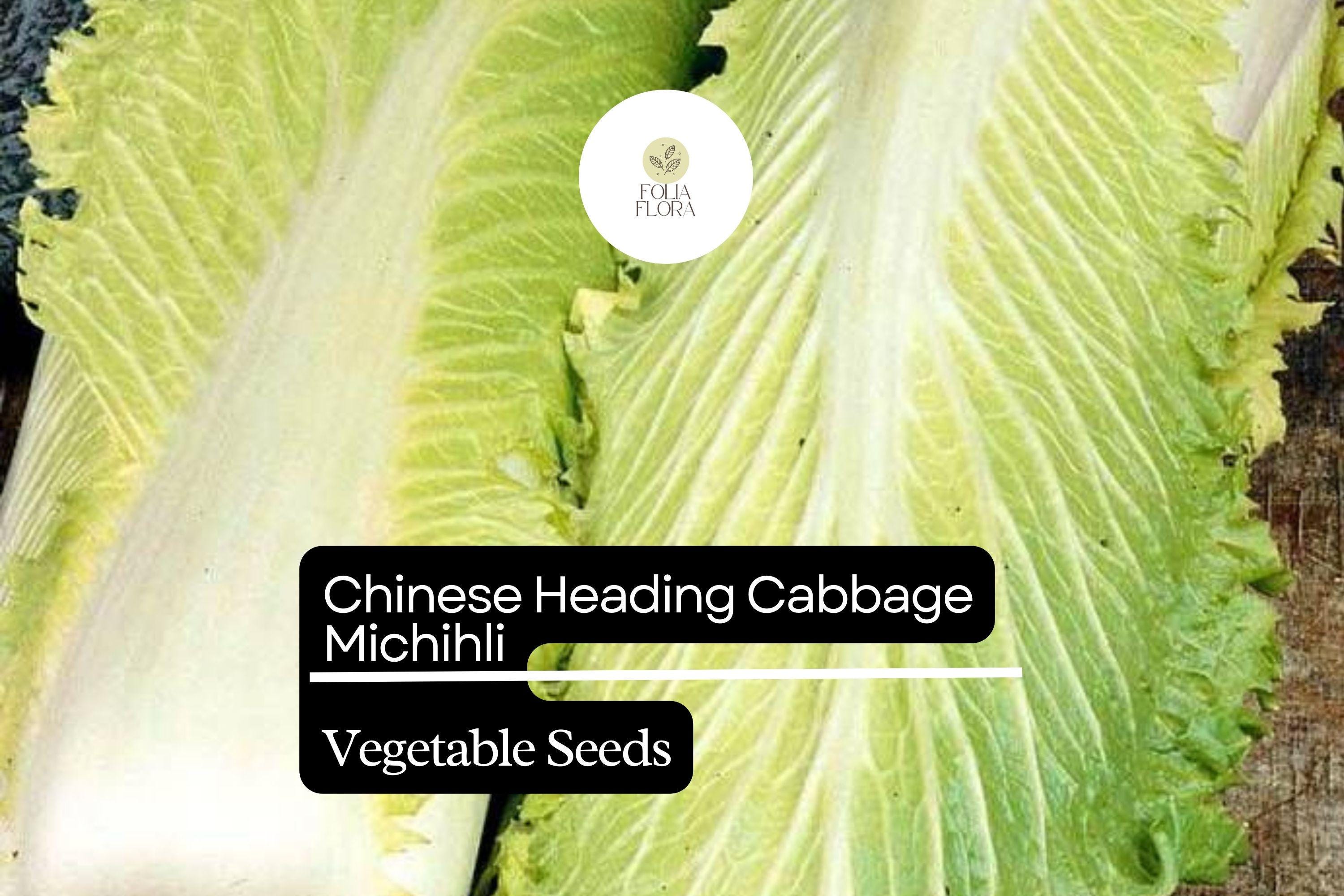 500+ Michihili Cabbage Seeds | Chinese Heirloom Brassica | Oblong Leafy Cabbage for Garden Planting