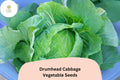 500+ Drumhead Cabbage Seeds | Brassica oleracea | Large Heirloom Flat Head Cabbage for Garden Planting