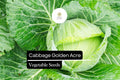Golden Acre Cabbage Seeds | Early Heirloom, Garden Planting (500+ Seeds)