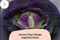 500+ January King Cabbage Seeds | Brassica oleracea | Heirloom Winter Savoy-Type Cabbage for Garden Planting