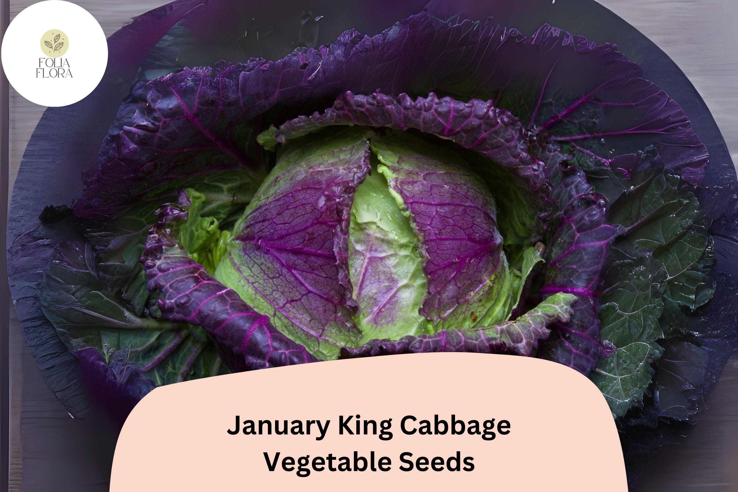 500+ January King Cabbage Seeds | Brassica oleracea | Heirloom Winter Savoy-Type Cabbage for Garden Planting