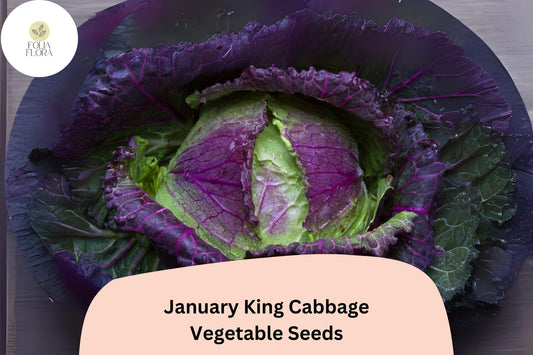 500+ January King Cabbage Seeds | Brassica oleracea | Heirloom Winter Savoy-Type Cabbage for Garden Planting