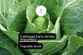 500+ Jersey Wakefield Cabbage Seeds | Brassica oleracea | Heirloom Early Pointed-Head Cabbage for Garden Planting