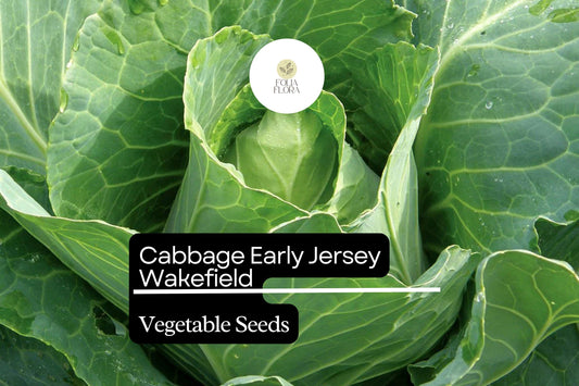 500+ Jersey Wakefield Cabbage Seeds | Brassica oleracea | Heirloom Early Pointed-Head Cabbage for Garden Planting