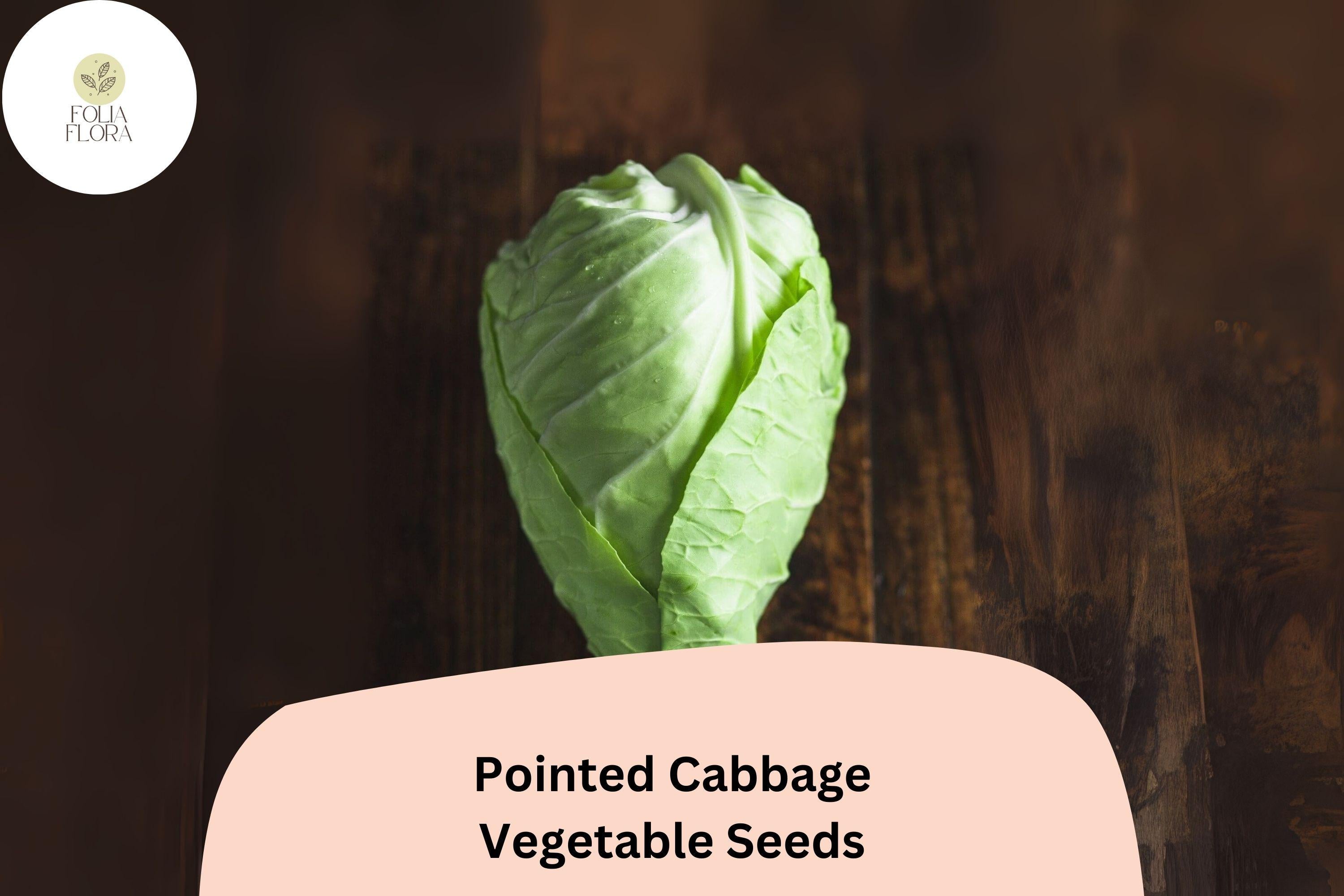 500+ Pointed Cabbage Seeds | Brassica oleracea | Heirloom Cone-Shaped Sweet Tender Cabbage for Garden Planting