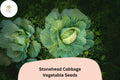 Stonehead Cabbage Seeds (500+) | Heirloom Green Brassica Oleracea