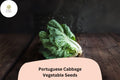 500+ Portuguese Cabbage Seeds | Brassica oleracea | Heirloom Vegetable Seeds | Bulk Garden Planting