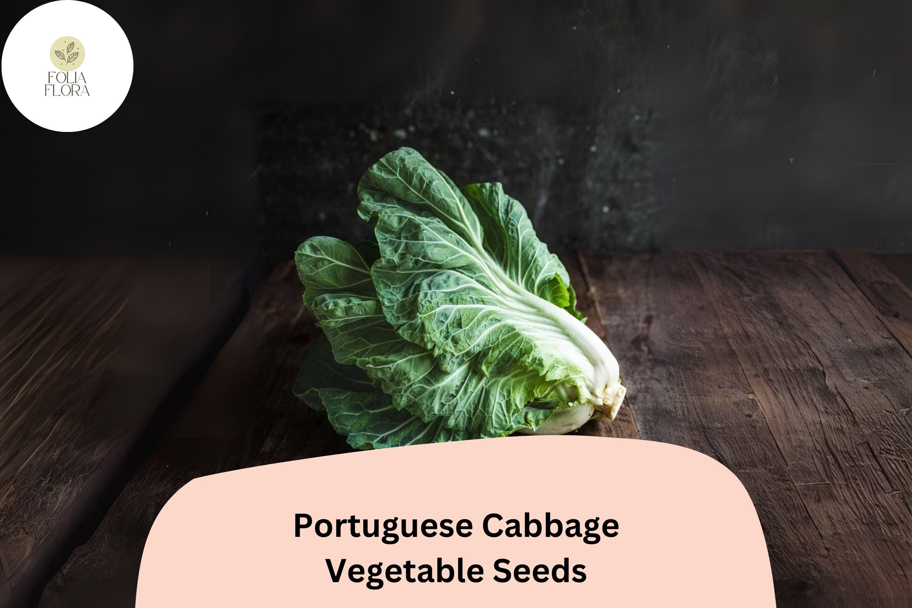 500+ Portuguese Cabbage Seeds | Brassica oleracea | Heirloom Vegetable Seeds | Bulk Garden Planting
