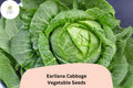 500+ Earliana Cabbage Seeds | Brassica oleracea | Early Heirloom Variety | Bulk Garden Vegetable Seeds