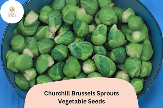Churchill Brussels Sprouts Seeds | Early Hybrid Variety, 500+ Bulk Garden Seeds