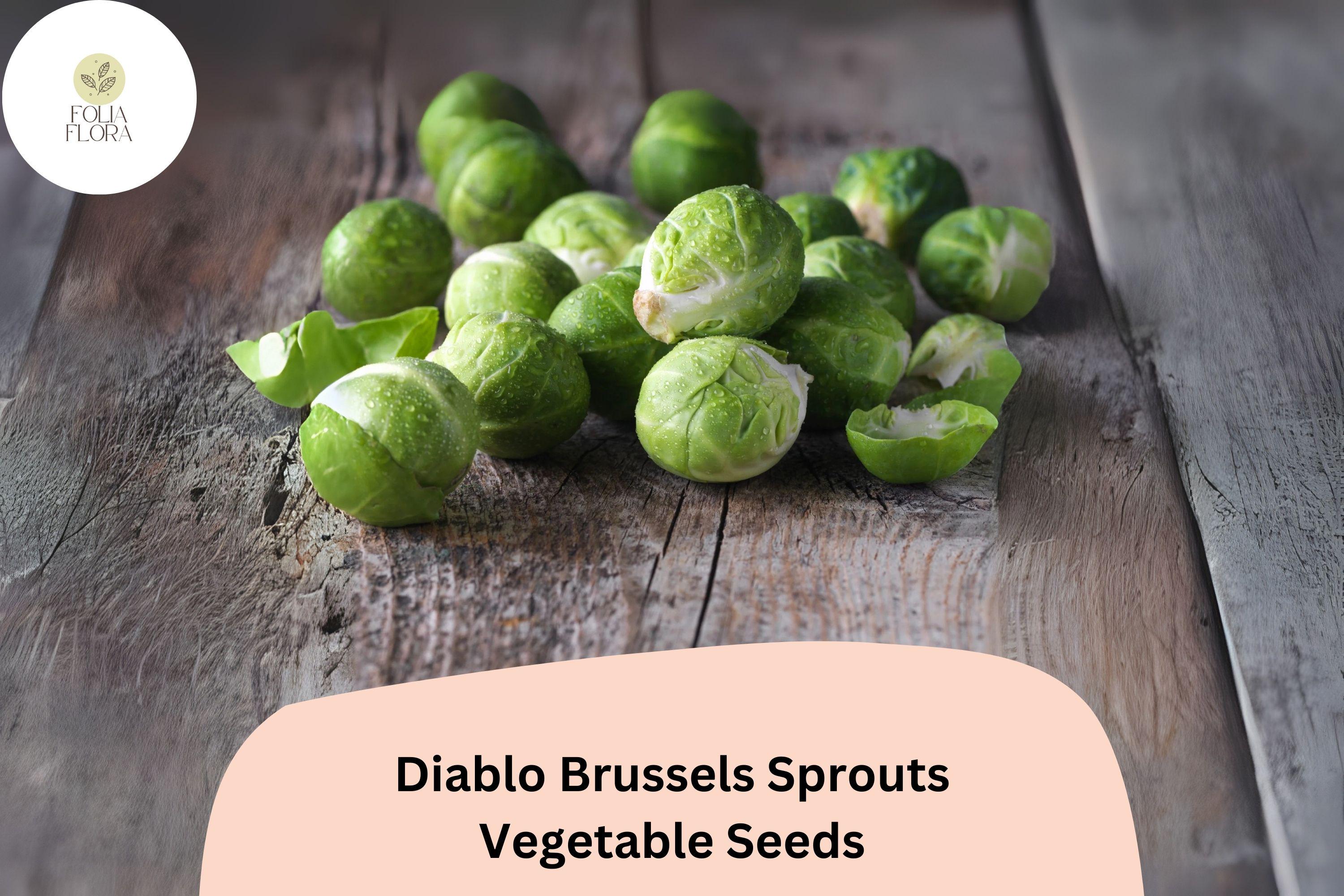 500+ Diablo Brussels Sprouts Seeds | Brassica oleracea | Early-Maturing Hybrid Sprout Variety | Bulk Garden Seeds