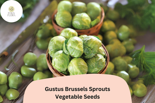 Gustus Brussels Sprout Seeds | High-Yield, Hybrid Variety