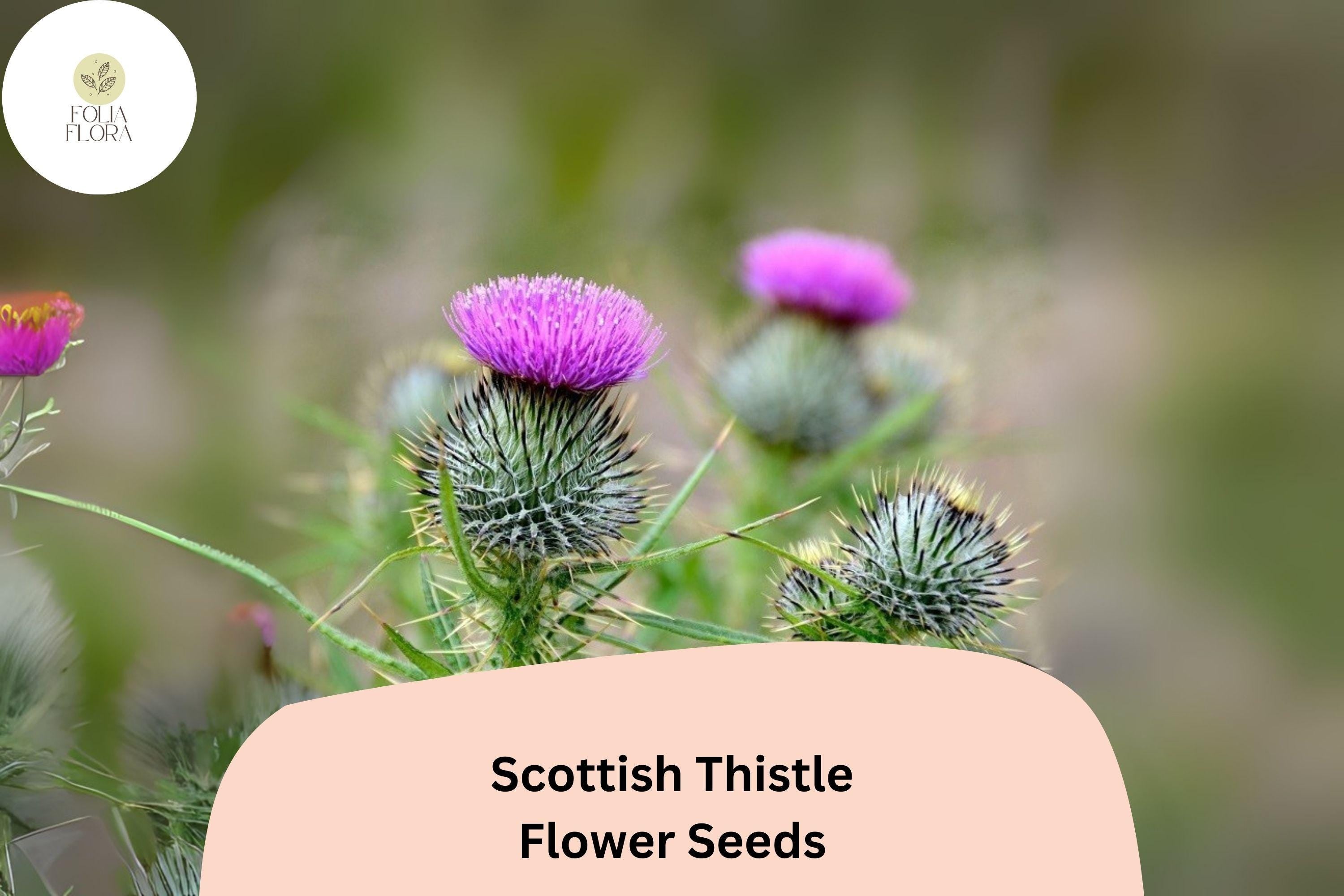 200+ Scottish Thistle Seeds | Onopordum acanthium | Garden Flower Seeds | Ornamental & Pollinator-Friendly Plant