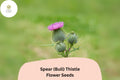 200+ Spear (Bull) Thistle Seeds | Cirsium vulgare | Garden Flower & Pollinator-Friendly Seeds | Ornamental Biennial Plant