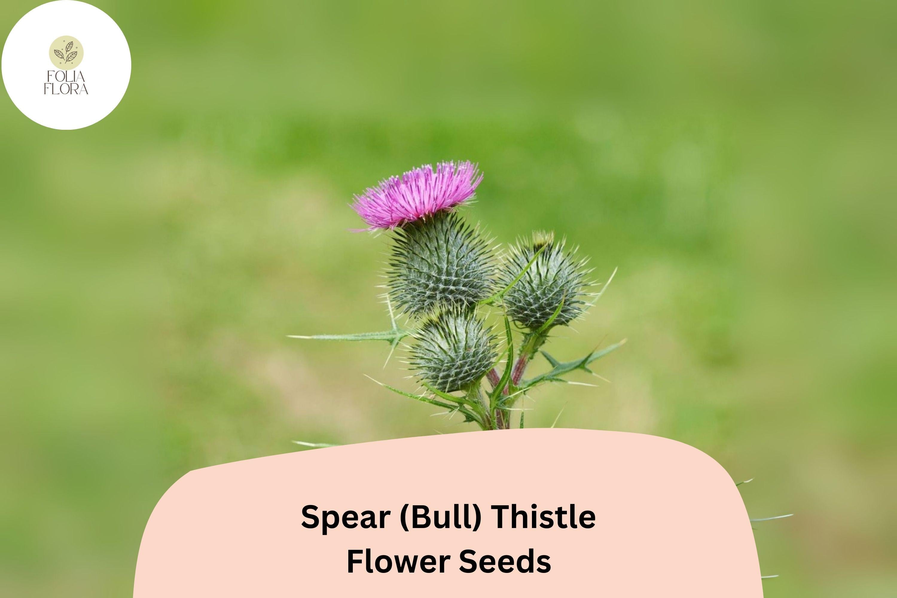 200+ Spear (Bull) Thistle Seeds | Cirsium vulgare | Garden Flower & Pollinator-Friendly Seeds | Ornamental Biennial Plant