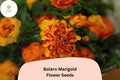 Bolero Marigold Seeds | French Dwarf, Red & Gold Blooms