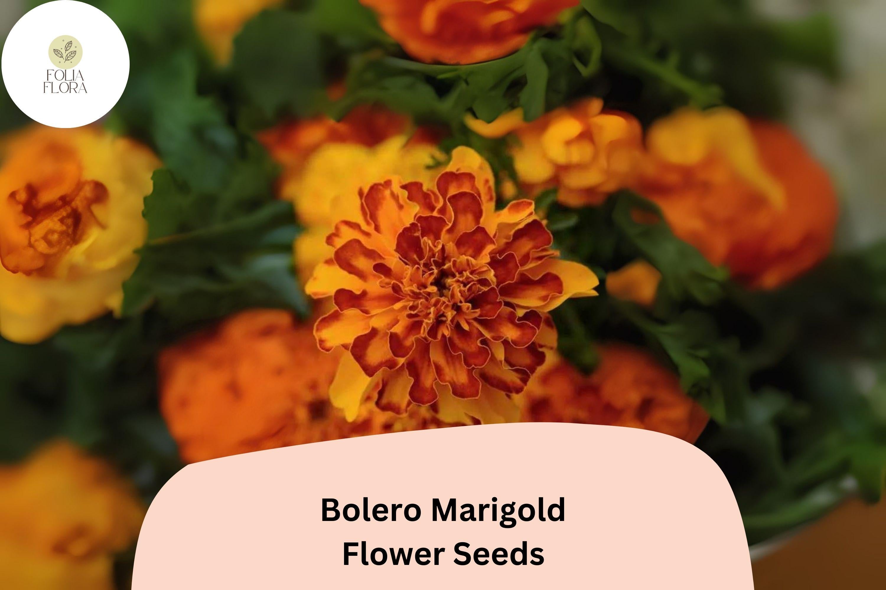Bolero Marigold Seeds | French Dwarf, Red & Gold Blooms