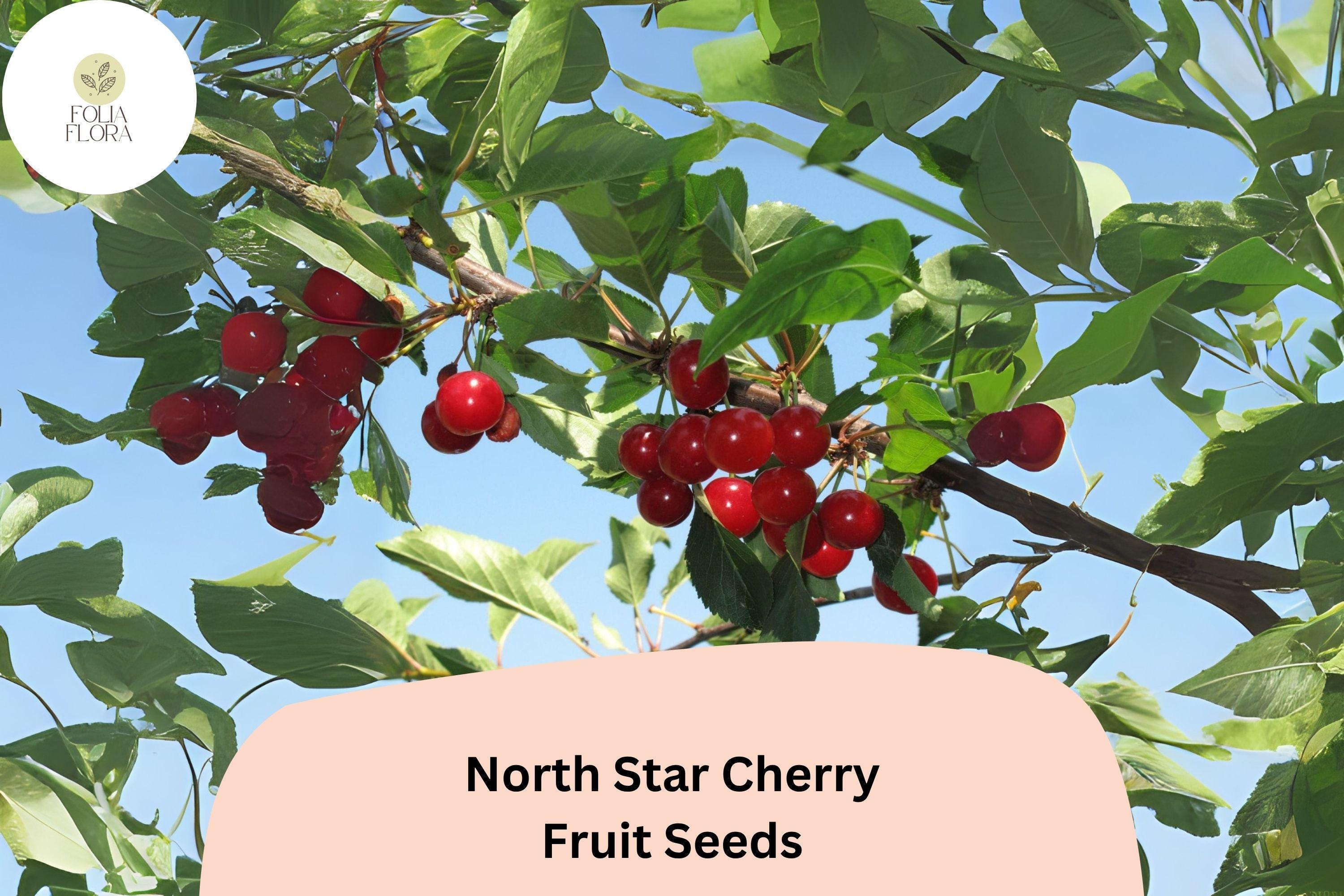 North Star Cherry Seeds | Dwarf Sour Cherry Tree for Home Garden